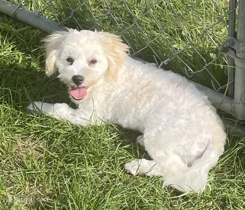 Shiloh, a male Havachon for sale in Claypool, IN – 1 of 8