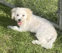 Shiloh, a male Havachon for sale in Claypool, IN – 1 of 8