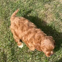 Etta, a female Cavapoo for sale in Claypool, IN – 5 of 8