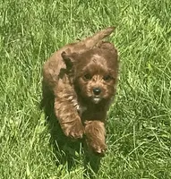Tara, a female Cavapoo for sale in Claypool, IN – 8 of 8