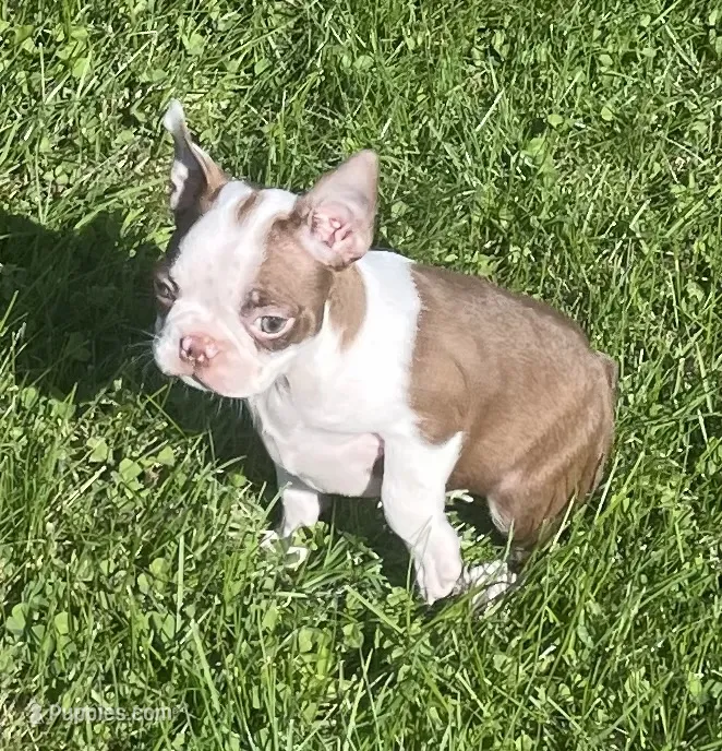 Riley – Boston Terrier puppy for sale in Claypool, IN
