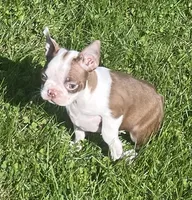 Moonshine, a female Boston Terrier for sale in Claypool, IN – 1 of 7