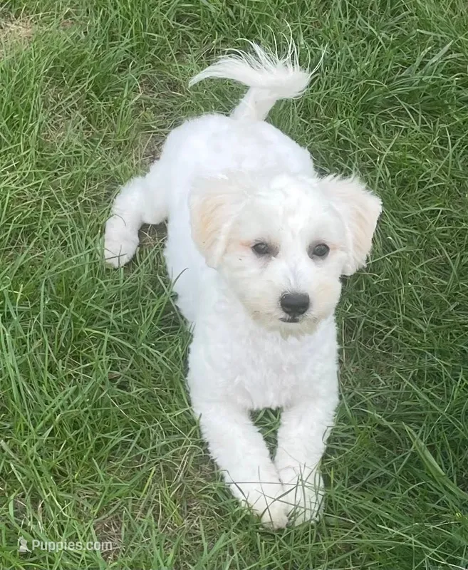 Polly – Havachon puppy for sale in Claypool, IN