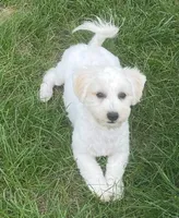Polly, a female Havachon for sale in Claypool, IN – 1 of 6