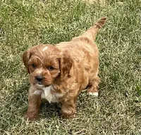 Ezra, a male Cavapoo for sale in Claypool, IN – 4 of 8