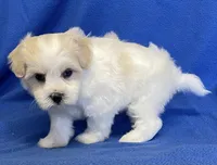 Shiloh, a male Havachon for sale in Claypool, IN – 6 of 7