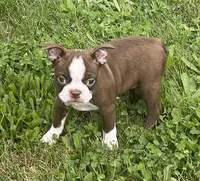 Maya, a female Boston Terrier for sale in Claypool, IN – 6 of 6