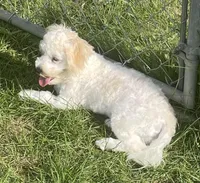Shiloh, a male Havachon for sale in Claypool, IN – 2 of 8