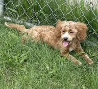 Pretty Boy, a male Bichon Frise and Cavapoo for sale in Claypool, IN – 2 of 7