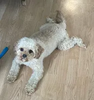 Mr. Happy- Neutered, a male Cavapoo for sale in Claypool, IN – 7 of 10