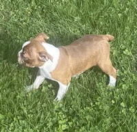 Morgan, a female Boston Terrier for sale in Claypool, IN – 4 of 8