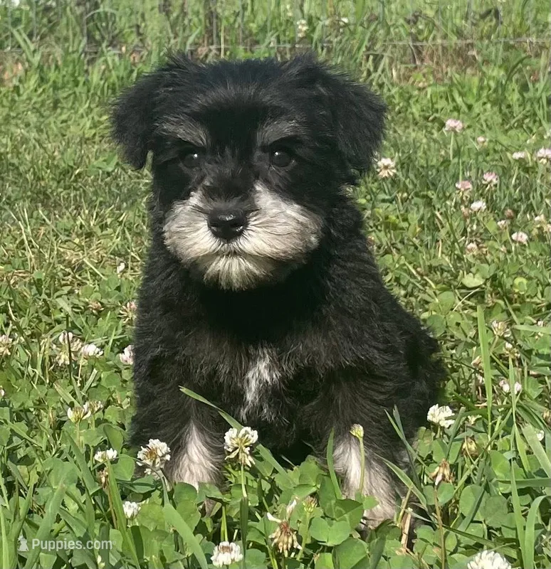 Louise – Miniature Schnauzer puppy for sale in Claypool, IN