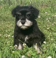 Louise, a female Miniature Schnauzer for sale in Claypool, IN – 1 of 6