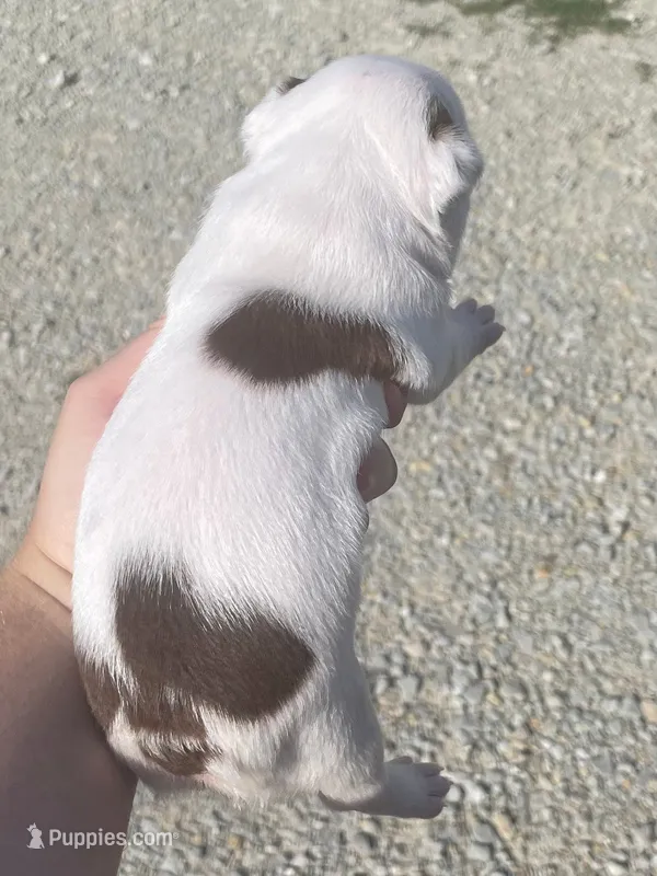Cory – Boston Terrier puppy for sale in Claypool, IN