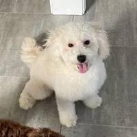Andy , a male Bichon Frise and Goldendoodle for sale in Claypool, IN – Photo 2 of 7