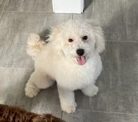 Andy , a male Bichon Frise and Goldendoodle for sale in Claypool, IN – Photo 2 of 7