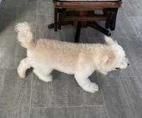 Andy , a male Bichon Frise and Goldendoodle for sale in Claypool, IN – Photo 5 of 7
