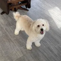 Andy , a male Bichon Frise and Goldendoodle for sale in Claypool, IN – Photo 7 of 7