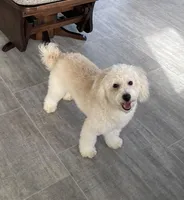 Andy , a male Bichon Frise and Goldendoodle for sale in Claypool, IN – Photo 7 of 7