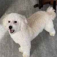 Andy , a male Bichon Frise and Goldendoodle for sale in Claypool, IN – Photo 4 of 7