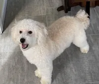 Andy , a male Bichon Frise and Goldendoodle for sale in Claypool, IN – Photo 4 of 7