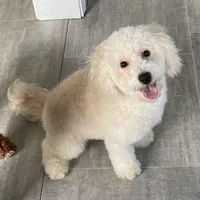 Andy , a male Bichon Frise and Goldendoodle for sale in Claypool, IN – Photo 1 of 7