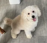 Andy , a male Bichon Frise and Goldendoodle for sale in Claypool, IN – Photo 1 of 7