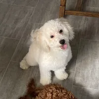 Andy , a male Bichon Frise and Goldendoodle for sale in Claypool, IN – Photo 3 of 7