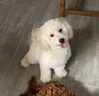 Andy , a male Bichon Frise and Goldendoodle for sale in Claypool, IN – Photo 3 of 7