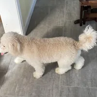 Andy , a male Bichon Frise and Goldendoodle for sale in Claypool, IN – Photo 6 of 7
