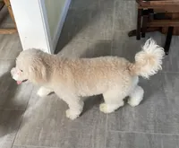 Andy , a male Bichon Frise and Goldendoodle for sale in Claypool, IN – Photo 6 of 7