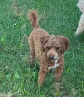 Ruthie -spayed-potty trained, a female Cavapoo for sale in Claypool, IN – 5 of 10