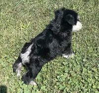 Endora, a female Miniature Schnauzer for sale in Claypool, IN – 6 of 6