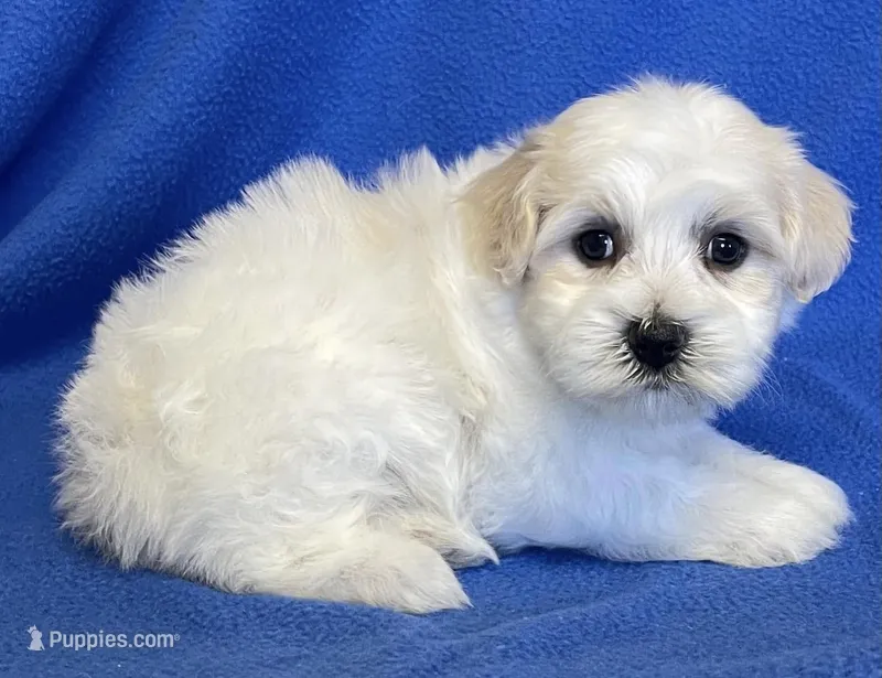 Danny – Havachon puppy for sale in Claypool, IN