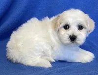 Danny, a male Havachon for sale in Claypool, IN – 1 of 5