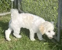 Shiloh, a male Havachon for sale in Claypool, IN – 6 of 8