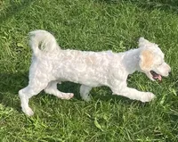 Jasper, a male Havachon for sale in Claypool, IN – 4 of 9