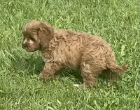 Marta , a female Cavapoo for sale in Claypool, IN – 3 of 6