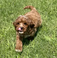 Ezra, a male Cavapoo for sale in Claypool, IN – 3 of 7