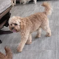 Oliver, a male Cavapoo for sale in Claypool, IN – Photo 1 of 10