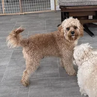Oliver, a male Cavapoo for sale in Claypool, IN – Photo 7 of 10