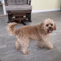 Oliver, a male Cavapoo for sale in Claypool, IN – Photo 9 of 10