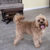 Oliver, a male Cavapoo for sale in Claypool, IN – Photo 8 of 10