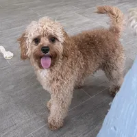 Oliver, a male Cavapoo for sale in Claypool, IN – Photo 10 of 10