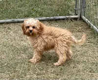 processed/322d0300-5033-4ae9-b414-c8def2a821f1/listing/9781fce2-2275-4826-a946-63da8f64df5e/b447f139-5d2e-48d4-88b5-c4e2c51f1f7a