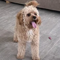 Oliver, a male Cavapoo for sale in Claypool, IN – Photo 2 of 10