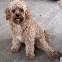 Oliver, a male Cavapoo for sale in Claypool, IN – Photo 5 of 10
