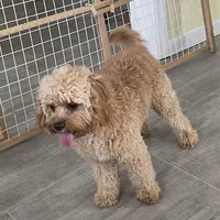 Oliver, a male Cavapoo for sale in Claypool, IN – Photo 3 of 10