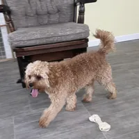 Oliver, a male Cavapoo for sale in Claypool, IN – Photo 4 of 10