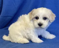 Jasper, a male Havachon for sale in Claypool, IN – 5 of 6